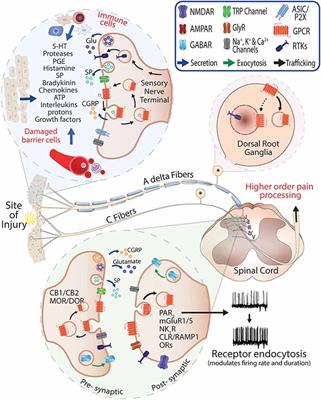 Internalized GPCRs as Potential Therapeutic Targets for the Management of Pain